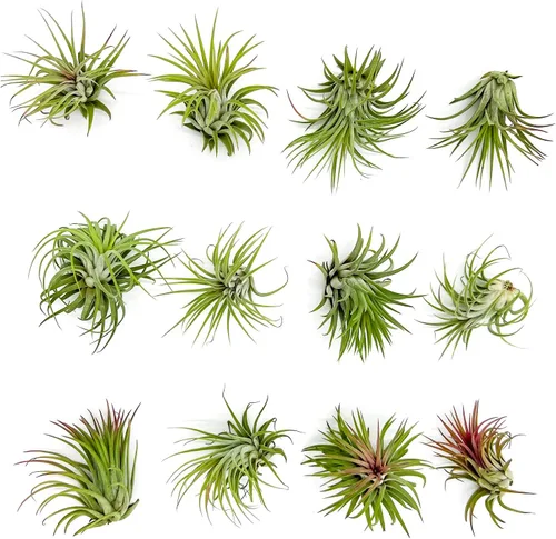 Vista 12 de ragnaroc Plantas de aire – Druida Tillandsia Ionantha, Regular 2-3 pulgadas – 3 ct – Llegada viva garantizada – Plantas de interior para decoración