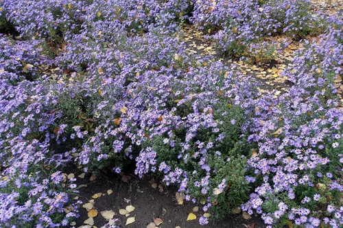 Vista 6 de 50 semillas de flor de Aster de Arroz (Aster tupido) Aster Dumosus
