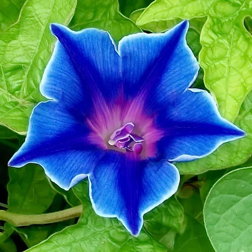 Vista 2 de Eden Brothers Morning Glory Seeds - Picotee azul, semillas sin OMG para plantar, 1 onza Semillas de flores de bajo mantenimiento, plantas durante