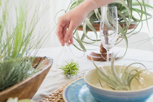 Vista 7 de Air Plants Fertilizante en botella de spray de niebla fina – Alimento vegetal para Tillandsia – Uso mensual para el crecimiento de plantas