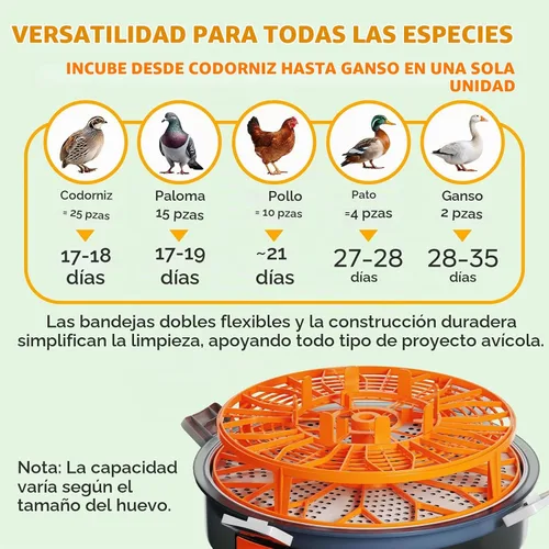 Vista 6 de Incubadora de huevos de capacidad 12-20 con torneado automático y vela