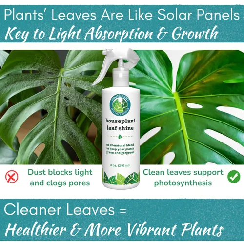 Vista 3 de Houseplant Leaf Shine Spray – Limpiador de hojas totalmente natural y brillo para un brillo saludable y una mejor fotosíntesis Perfecto