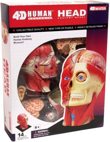 Vista 8 de Modelo de anatomía de la cabeza humana visión 4D