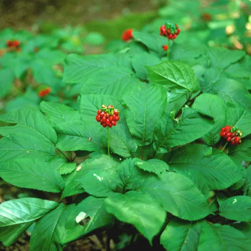 Vista 2 de Semillas de ginseng americano (Panax quinquefolius) Más de 5 semillas de hierbas medicinales raras en cápsulas de semillas congeladas