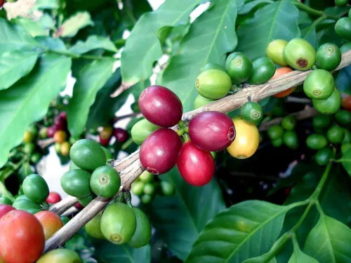 Vista 4 de Hirt's - Plantas de grano de café arábica, paquete de 2 macetas de 2 pulgadas, cultiva tu propio café