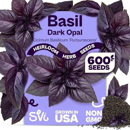Vista 12 de SVI 2000 semillas de albahaca genovesa (Ocimum basilicum) - Paquetes de semillas de albahaca dulce - Semillas aromáticas de hierbas culinarias