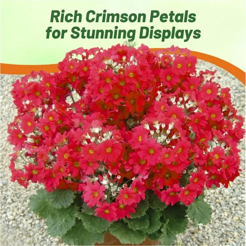 Vista 5 de Outsidepride 1000 Semillas Perennes Primula Crimson Fairy Primrose Flower Seeds para plantar