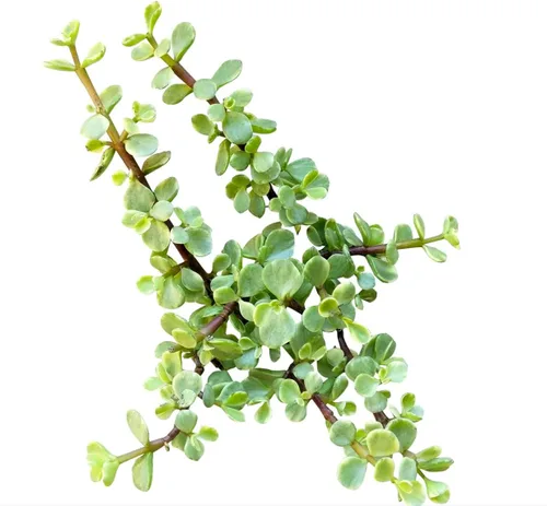 Vista 10 de Dancing Bones Hatiora Salicornioides 2 pulgadas + maceta de arcilla – Suculenta saludable, rara e inusual, planta viva de fácil cuidado, totalmente