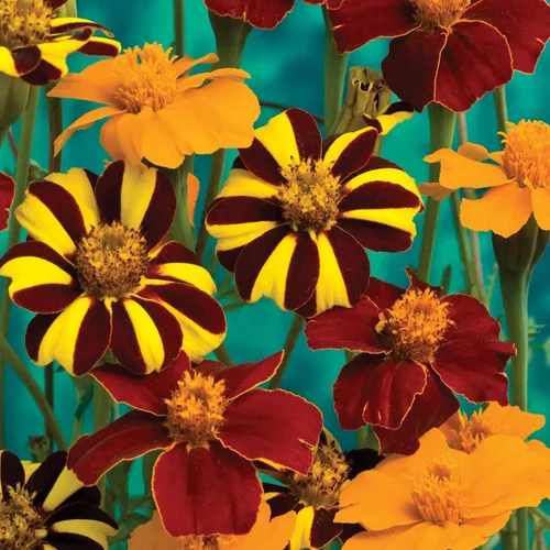 Vista 7 de Outsidepride Tagetes patula Ollas de Caléndula Francesa de Oro Semillas de Flores de Jardín - 100 Semillas
