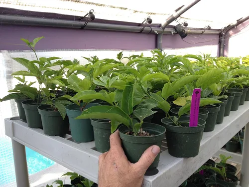 Vista 4 de Vid comestible de maracuyá - Passiflora Purple Possum Maracuyá - Planta