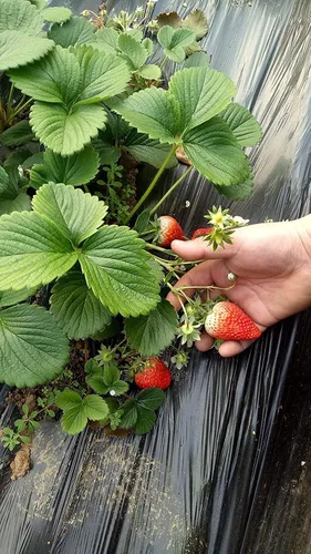 Vista 6 de Fresa 100 piezas Semillas Jardín Fruta Fresca Saludable