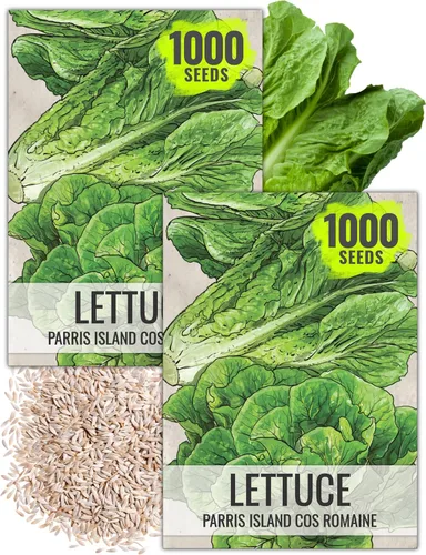 Vista 10 de Seed Needs Semillas de lechuga romana para plantar reliquia y sin OMG, 1 paquete