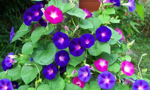 Vista 3 de Semillas Morning Glory Purple Mix Ipomoea Flores anuales