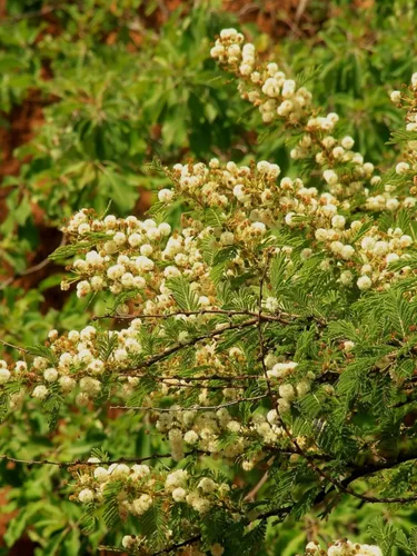Vista 3 de Vachellia (Acacia) gerrardii (Árbol de Acacia Espina Roja) - 10 Semillas
