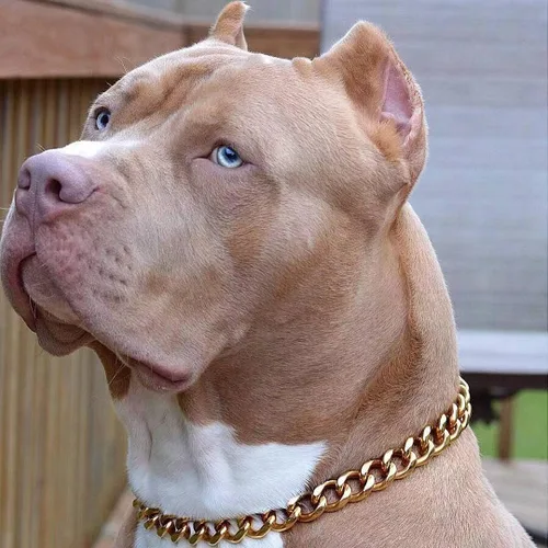 Vista 3 de txprodogchains Collar de cadena para perro grande con hebilla, resistente de 0.748 in de grosor, acero inoxidable, oro de 18 quilates, cadena