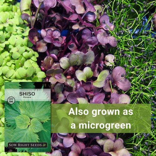 Vista 5 de Sow Right Seeds - Semillas de Shiso verde para plantar - Semillas de perilla Shiso japonés - Hoja de perilla de reliquia sin OMG - Ideal