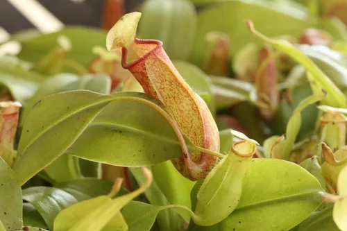 Vista 7 de Planta de jarra carnívora, planta de inicio vivo en una maceta de 2 pulgadas, Nepenthes St Gaya, hermosas plantas carnívoras tropicales de fácil