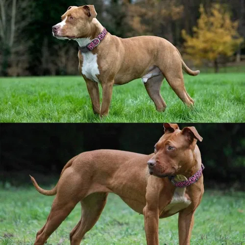 Vista 5 de Bonito collar de perro para una perra, resistente y duradero con diseño de leopardo rosa, collares de perro para perros grandes, collar de poliéster