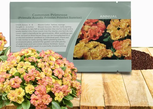 Vista 11 de Outsidepride 10 semillas anuales Primula común Primrose Primlet Pink Shades Semillas de flores para plantar