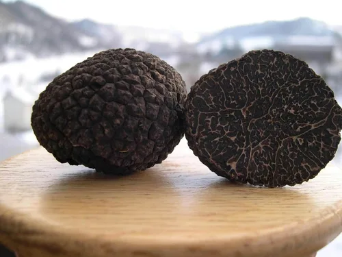 Vista 5 de Setas de trufa negra sin OMG para plantar esporas de desove de micelio