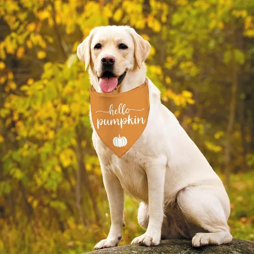 Vista 3 de Bandanas de Acción de Gracias para perro, bufanda para cachorro, trajes de otoño de Hello Pumpkin - 2 bandanas ajustables triangulares de doble capa
