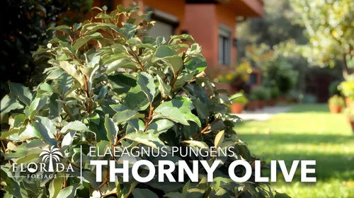 Vista 4 de Elaeagnus Pungens I 3 plantas vivas I Thorny Olive I Hardy arbusto de hoja perenne con flores fragantes, perfecto para setos, cribado y exhibición