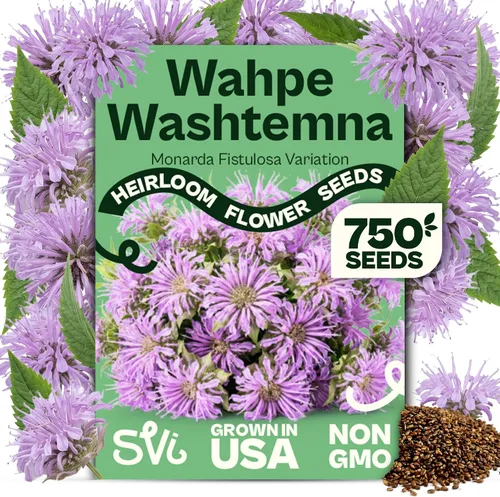 Vista 87 de Queen Anne 's Lace- 200 semillas – 50% de descuento venta
