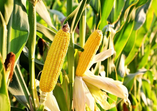 Vista 7 de Polenta, 12 onzas – sémola de maíz amarilla, harina de maíz molida, cocción rápida, vegano, kosher, a granel, ideal para cereales calientes