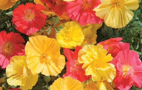 Vista 4 de Semillas California Poppy Mix Eschscholzia Flores anuales