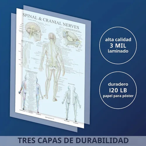 Vista 3 de Palace Learning Gráfico anatómico de nervios espinales - Póster de anatomía del sistema nervioso craneal y columna vertebral (con dermatomas)