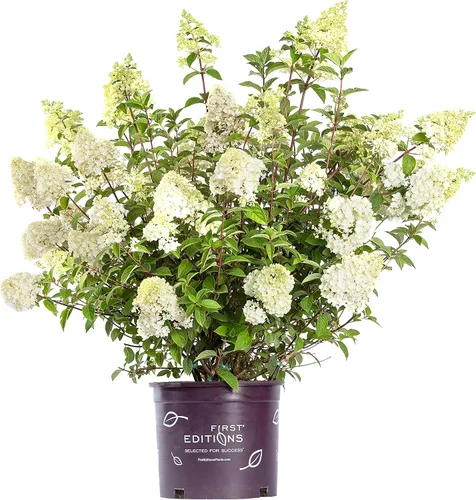 Vista 11 de Hortensia arb. 'Annabelle' (hortensia suave) Arbusto, flores de cabeza de fregona blancas, #3 - Contenedor