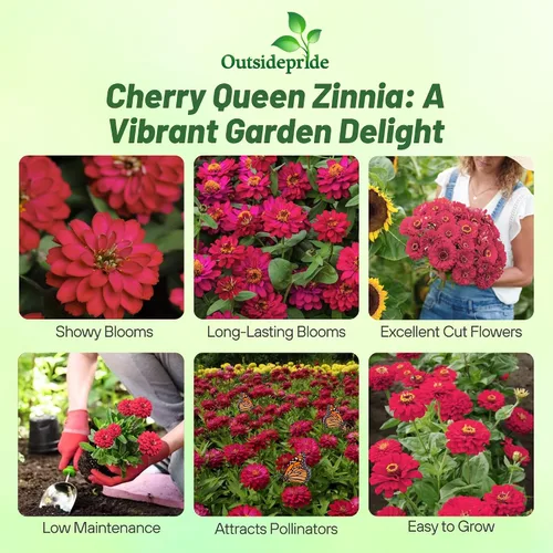 Vista 2 de Outsidepride - Zinnia Elegans, 1000 semillas anuales, Dahlia Cherry, flores para plantar, color cereza