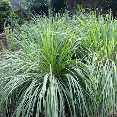 Vista 7 de Outsidepride Semillas de hierba de limón para plantar, 1000 semillas perennes, repelente de mosquitos, a prueba de ciervos, hierba de citronela