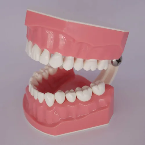 Vista 5 de Modelo de dientes dentales Typodont para cepillar hilo dental Práctica Demostración Enseñanza Estudiar 1:1 Tamaño estándar