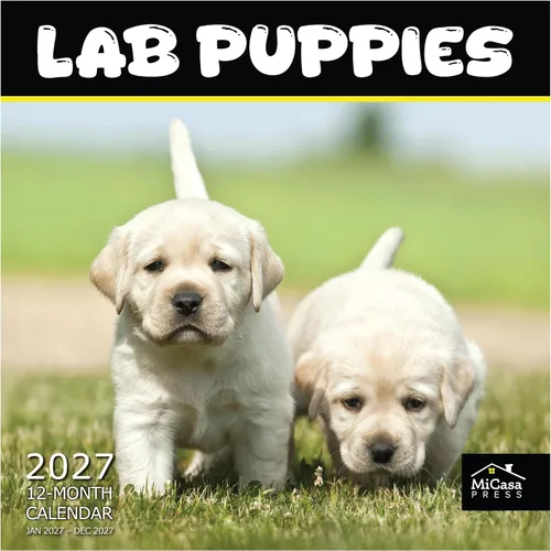Vista 124 de MICASA PRESS Calendario de pared de Australian Shepherds Aussies 2027 02 - Pastores australianos