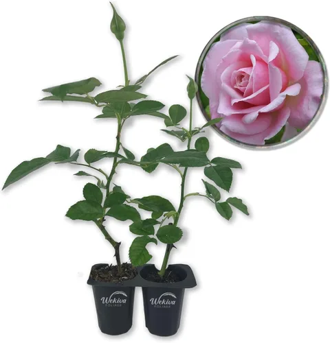 Vista 8 de Belinda's Dream Rose Bush - Planta de inicio vivo en una maceta de 2 pulgadas, rosa bellamente fragante de Florida, una belleza versátil con una
