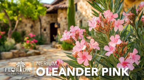 Vista 3 de Oleander Petite Pink 3 plantas vivas Nerium Arbusto de hoja perenne enano compacto