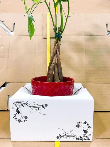 Vista 6 de Cajas de cartón para entrega - Cajas de entrega de flores (8"x 8"x 4") - Se vende en paquete (10)