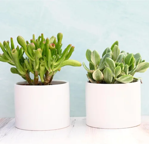 Vista 7 de Suculentas vivas en macetas - Plantas suculentas vivas en macetas (colección Echeveria)