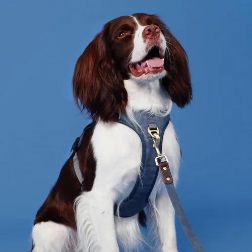 Vista 7 de Arnés para perro sin tirones de tamaño pequeño, elegante chaleco de piel sintética con asa de fácil control, clip frontal sin estrangulamiento con 2