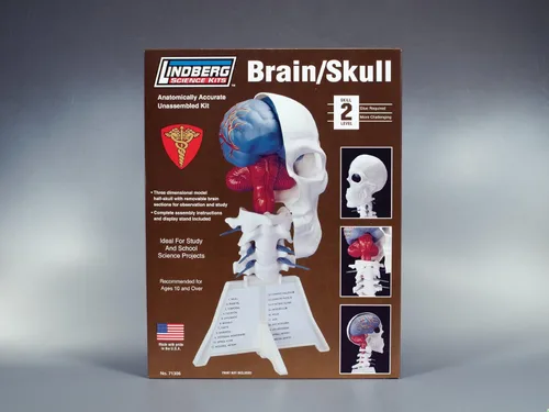 Vista 2 de Lindberg Brain and Skull Half