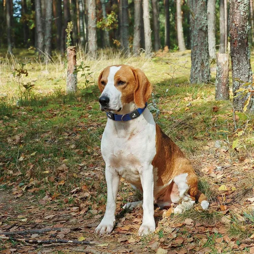 Vista 9 de Kruz Collar de perro para perros pequeños (ancho - 5/8 pulgadas, cuello - 8-12 pulgadas) banda ajustable para el cuello para mascotas con acolchado
