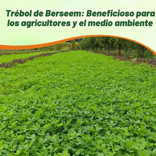 Vista 6 de Outsidepride - Semilla de trébol berseem para parcelas de alimentos, forraje de ganado y cultivos de cobertura, 10 lb