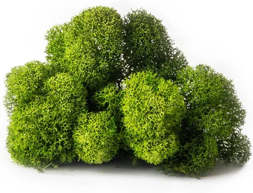 Vista 2 de SuperMoss (23080) Musgo de Reno Conservado, Albahaca, 2 Onzas