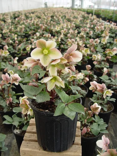 Vista 2 de Planta viva Helleborus-X 'Ivory Prince' (Rosa de Navidad) Walhelivor Perenne, planta en maceta de 1 galón de Green Promise Farms