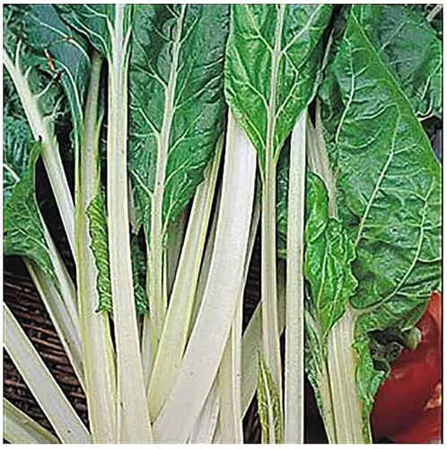 Vista 3 de Acelga de ruibarbo - Deliciosa y nutritiva... - Deliciosa y nutritiva - Aproximadamente 175 semillas