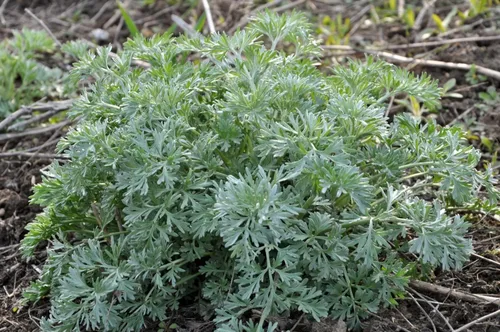 Vista 2 de Planta de ajenjo orgánico, (Artemisia Absinthium) maceta de 2.5 pulgadas