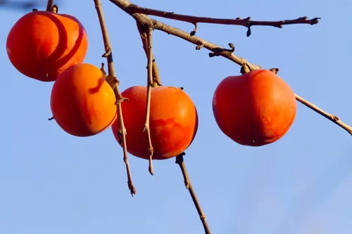 Vista 2 de Semillas de árbol de caqui americano, 20 semillas, fabricadas en Estados Unidos, se envía desde Iowa, árbol o bonsái popular para exteriores