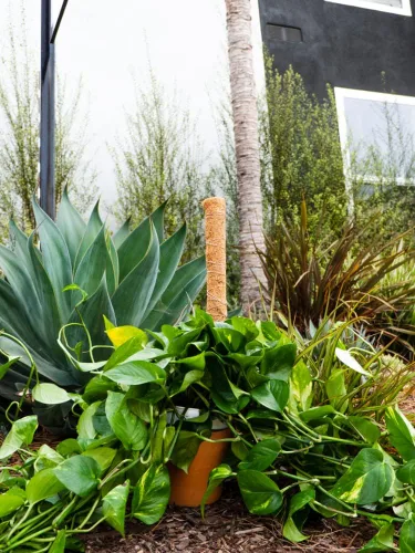 Vista 6 de Envelor Postes de musgo de coco, estacas de soporte para plantas de coco, estaca para plantas de coco, poste de tótem de fibra de coco, poste