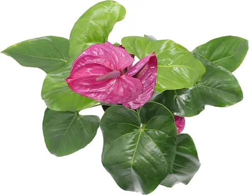 Vista 2 de Anthurium púrpura - 4" de California Tropicals